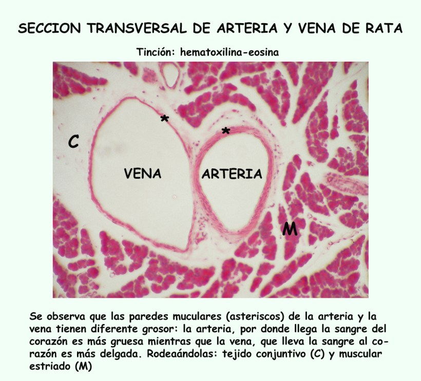 arteria y vena