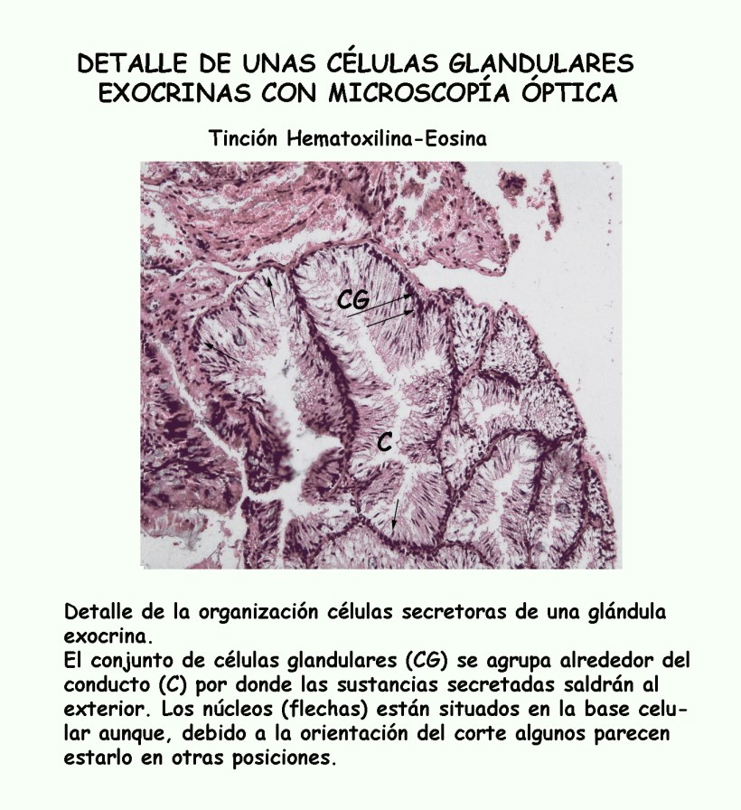 Glándula exocrina